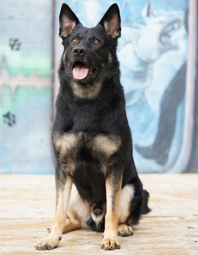 Quando trained dog for sale from Shultz K9