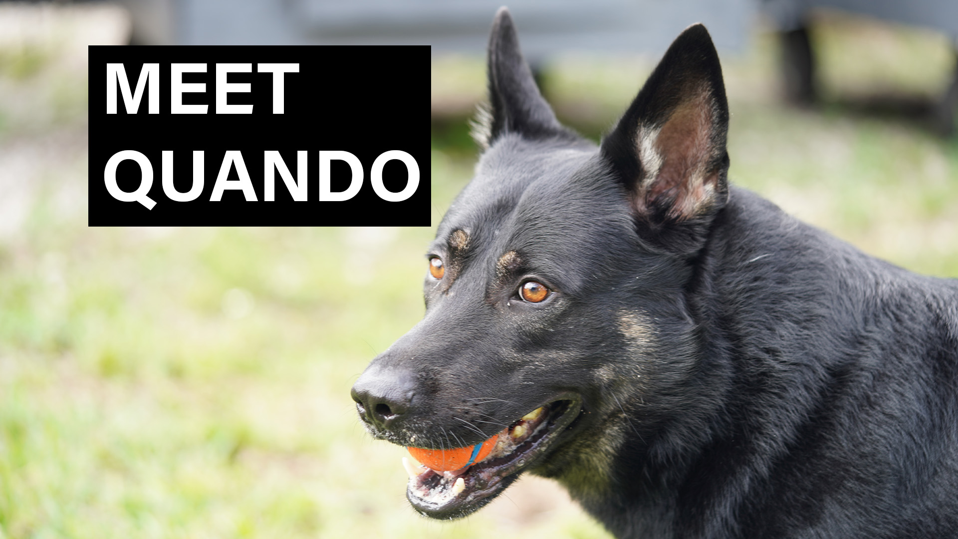 Meet Quando our featured dog for sale
