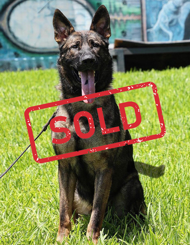 K9 Bono Was Sold