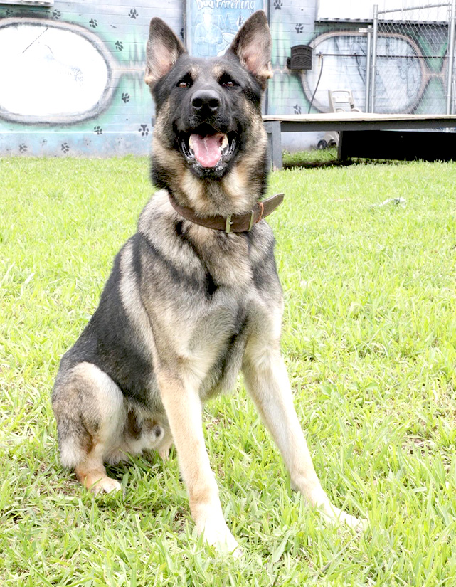 K9 Shadow For Sale From Shultz K9 in Fort Lauderdale