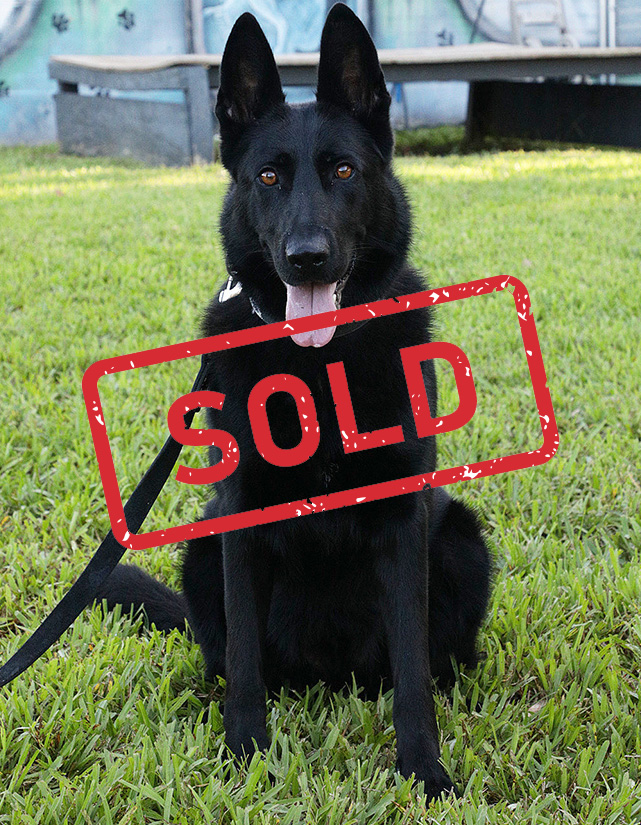 K9 Fura trained protection dog for sale