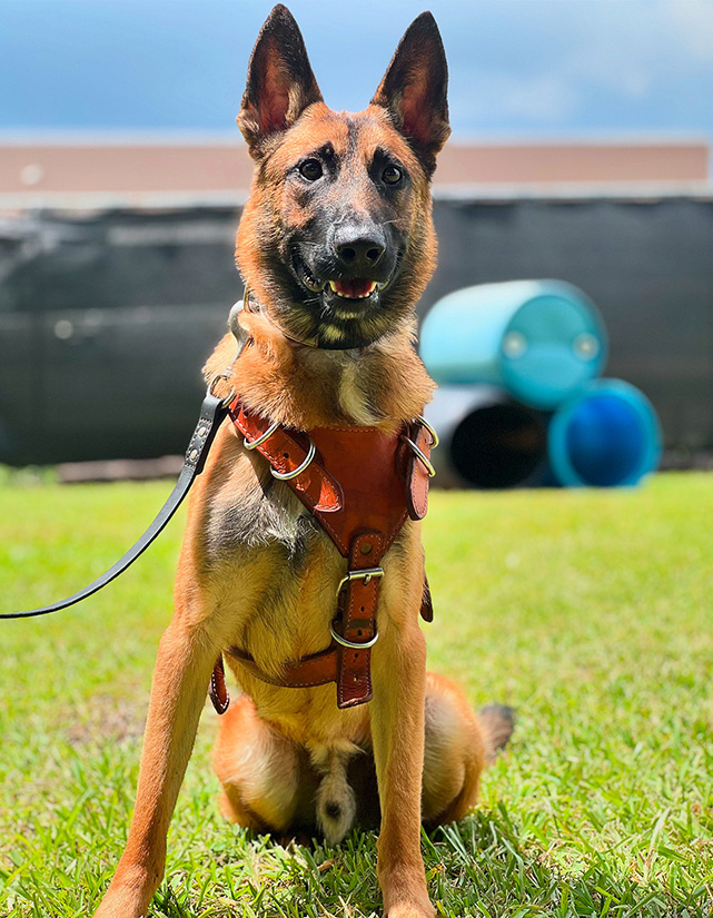 TRAINED PROTECTION DOG FOR SALE - LOGAN