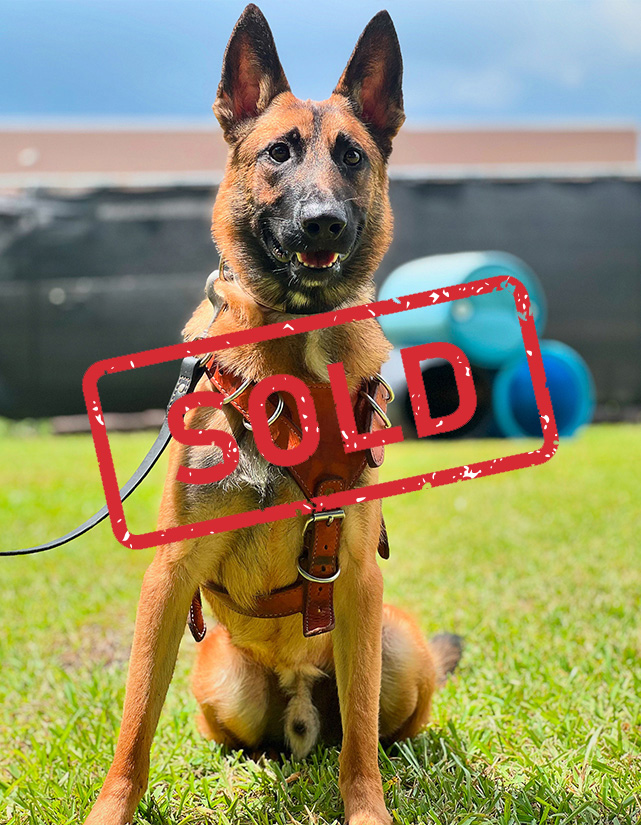 Sold TRAINED-PROTECTION-DOG-FOR-SALE-LOGAN copy