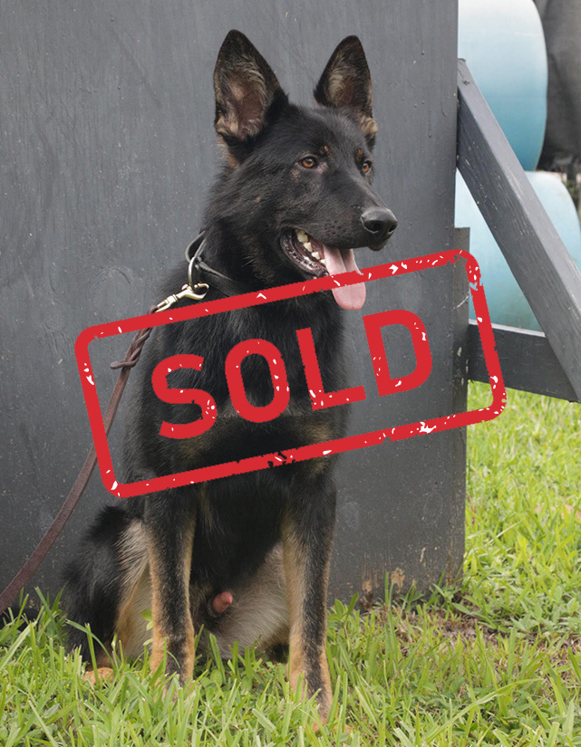 TRAINED-DOG-FOR-SALE-TSCHIBO soldcopy