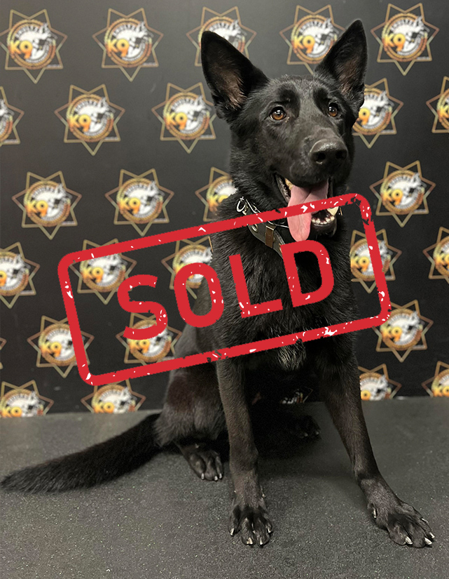 K9 Aischa Trained Dog Already Sold