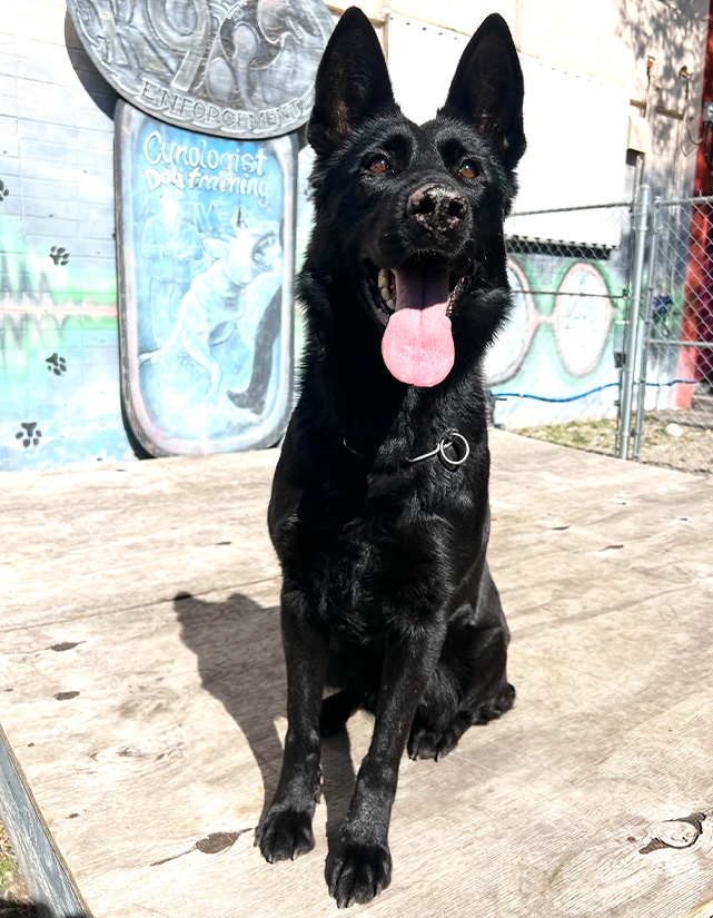 Trained-dog-for-sale-K9-Aida