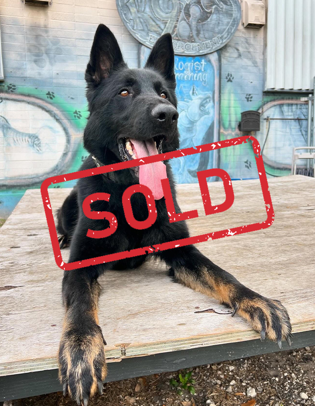 K9-Utrey-trained-dog-for-sale sold - Shultz K9 K9-Utrey-trained-dog-for-sale sold