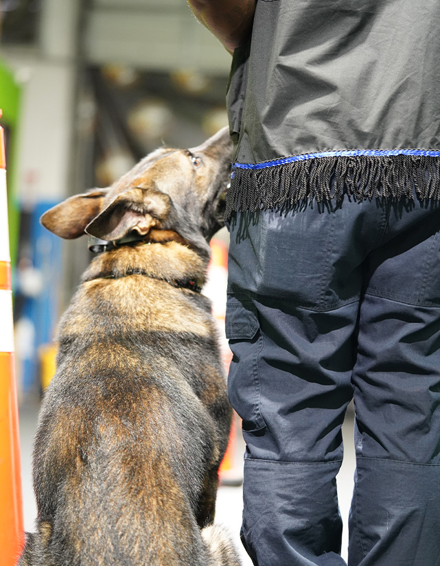 one on one time with a Shultz K9 Dog Trainer one on one time with a Shultz K9 Dog Trainer