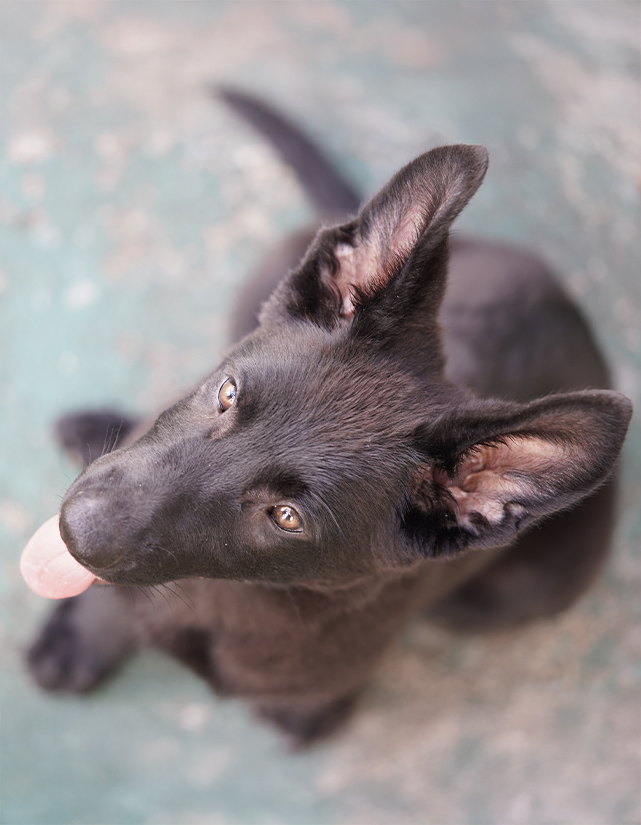 Dog board and trianing program Fort Lauderdale Dog board and trianing program Fort Lauderdale