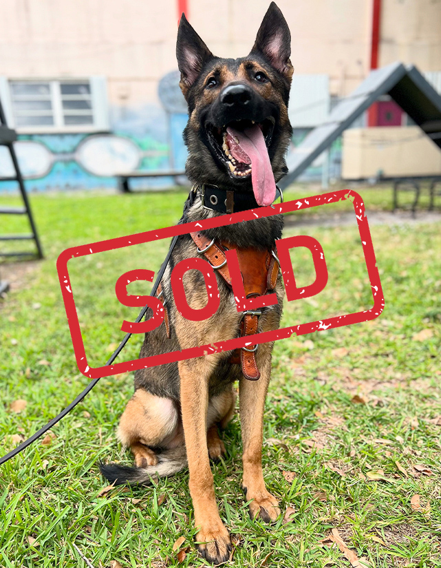 K9-DOKI-Sold K9-DOKI-Sold