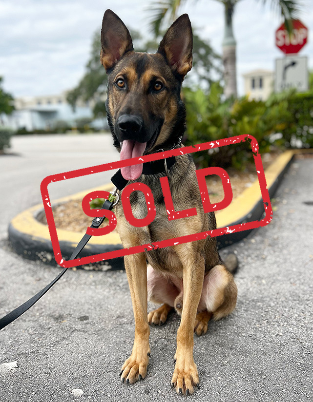 K9-Raptor Sold K9-Raptor Sold