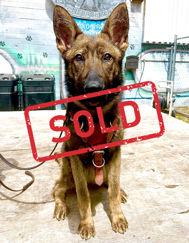 K9-Akita-trained-dog-for-sale-Sold K9-Akita-trained-dog-for-sale-Sold