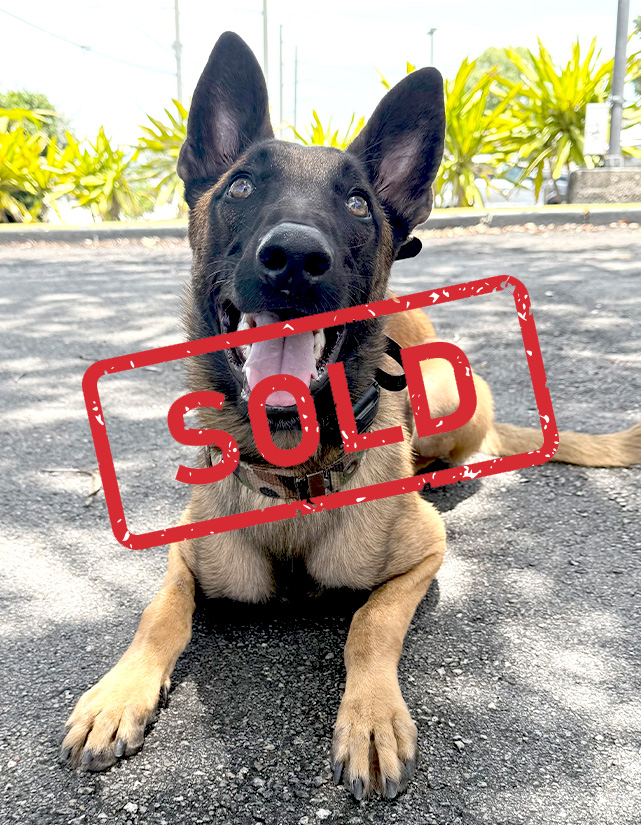 K9-SIX-trained-dog-for-sale-Sold updated K9-SIX-trained-dog-for-sale-Sold updated