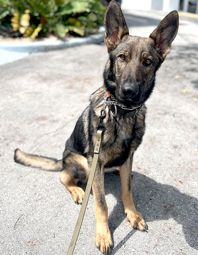 Trained-dog-for-sale-K9-AKYM Trained-dog-for-sale-K9-AKYM