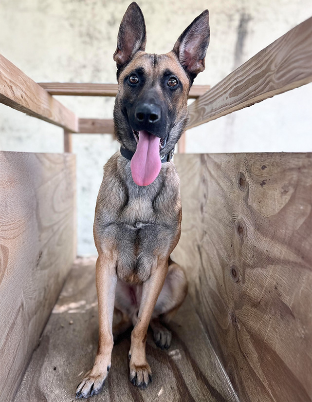 Trained-dog-for-sale-K9-Berry Trained-dog-for-sale-K9-Berry