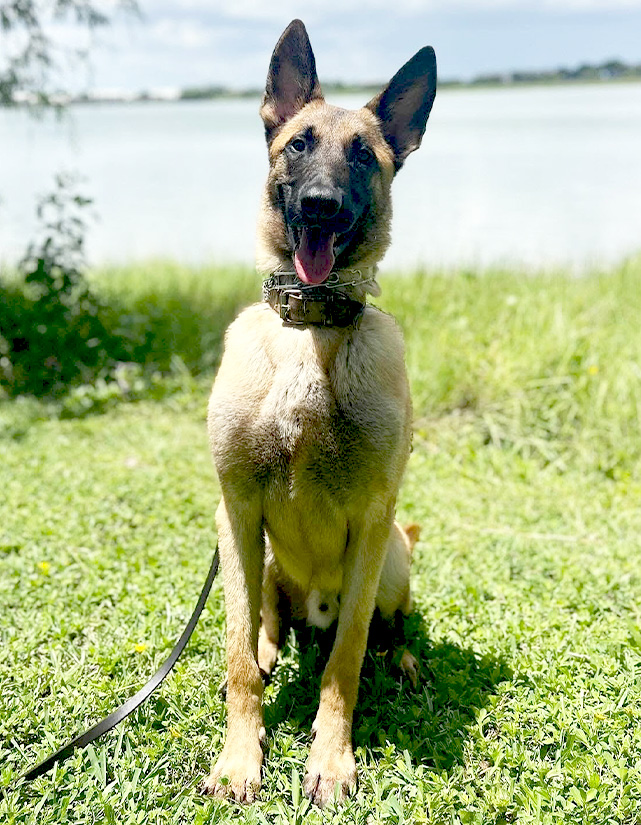 Trained-k9-nitro-for-sale updated