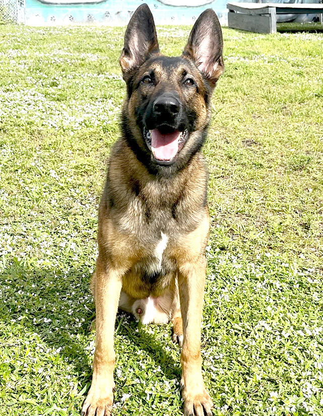 Trained-dog-for-sale-Devil Image