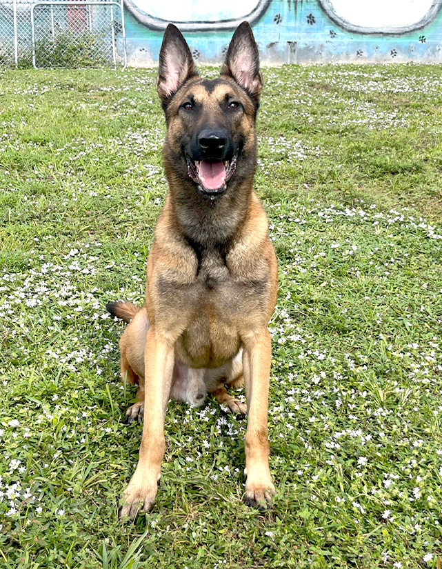 Trained-dog-for-sale-Vox image